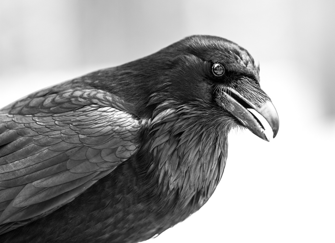 The Symbolism of the Raven in Art and Mythology